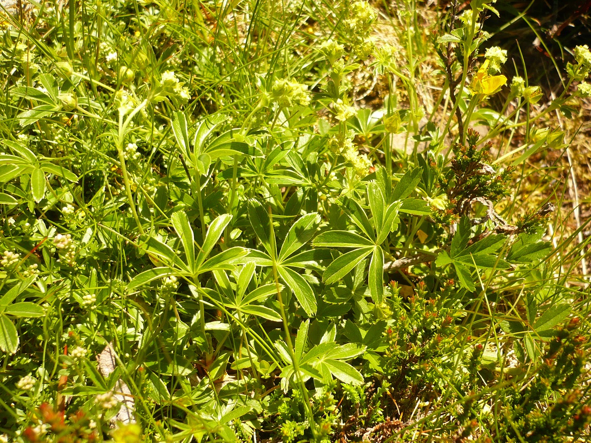 Alchemilla alpina (Rosaceae)